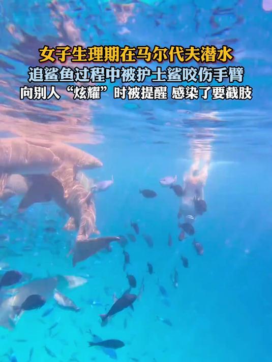 女子生理期在马尔代夫潜水,追鲨鱼过程中被护士鲨咬伤手臂