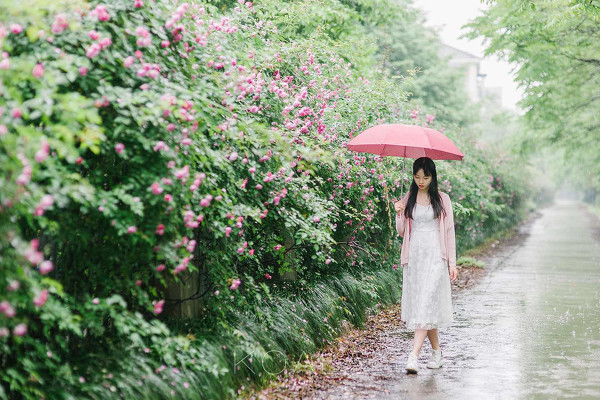 图片[11]-雨中蔷薇-六色网