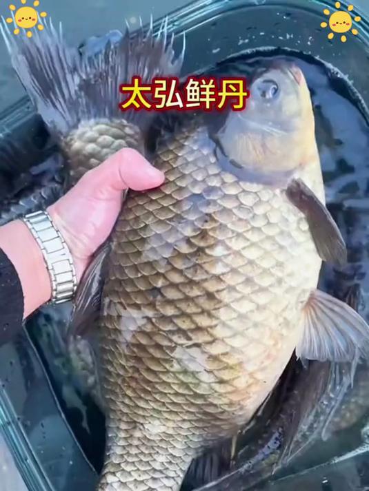 网箱边钓 “漏网鱼”!鲜丹鲜味仿饲料,养殖鱼也疯狂咬钩