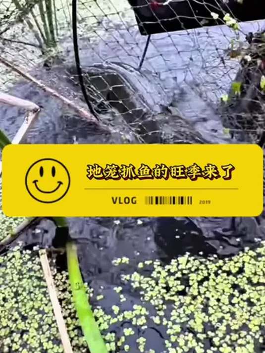 花篮捕鱼季来了!不放饵水草下藏惊喜,狂抓鱼鳖