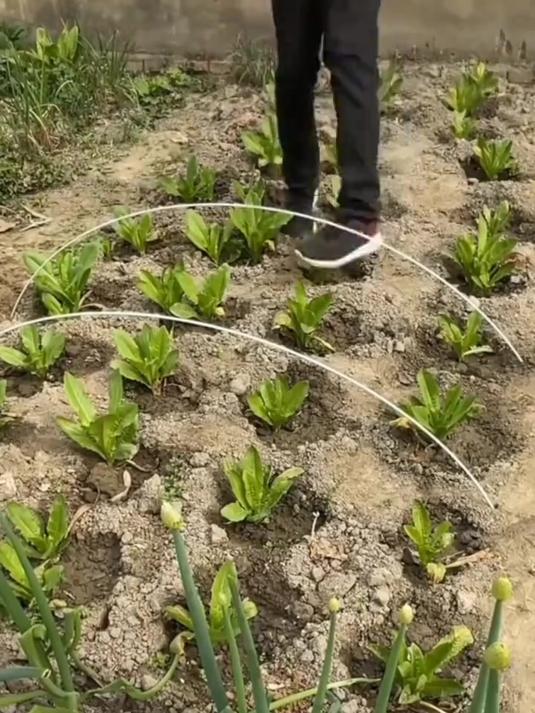 菜园搭棚神器,以后再也不用为种菜的架子发愁了,耐用又美观