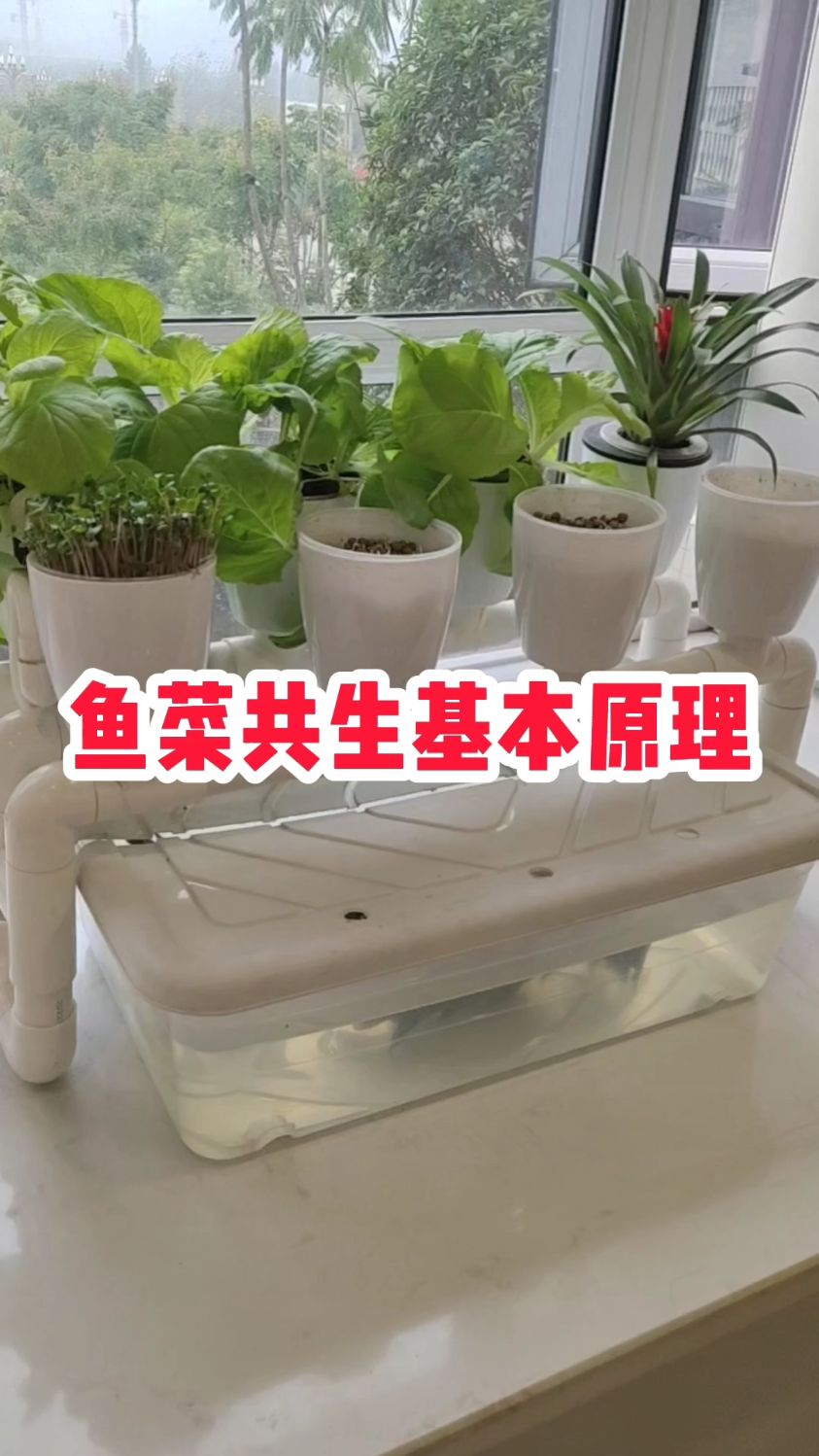 鱼菜共生基本原理