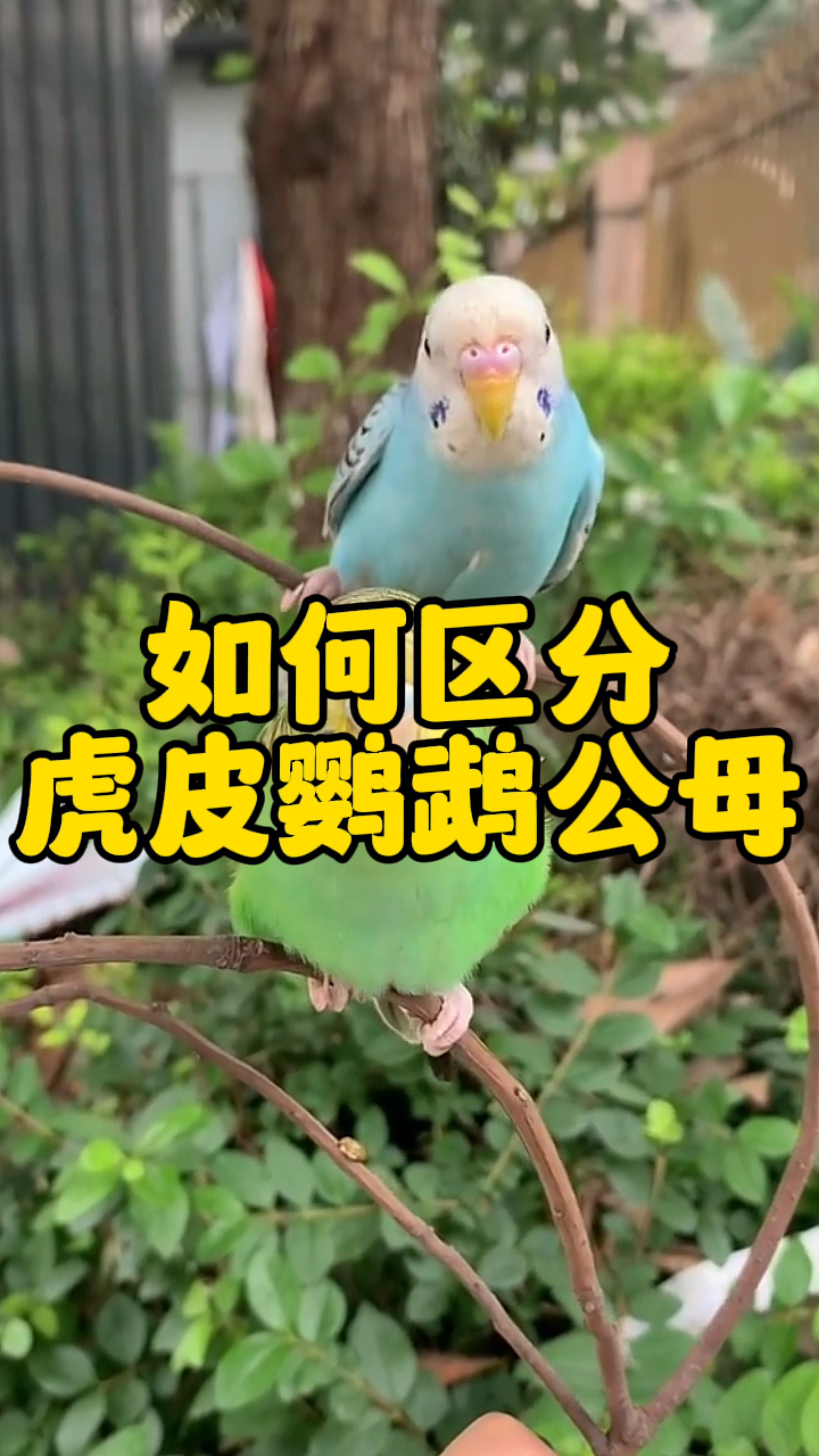 你知道如何区分虎皮鹦鹉公母吗?其实简单到不行