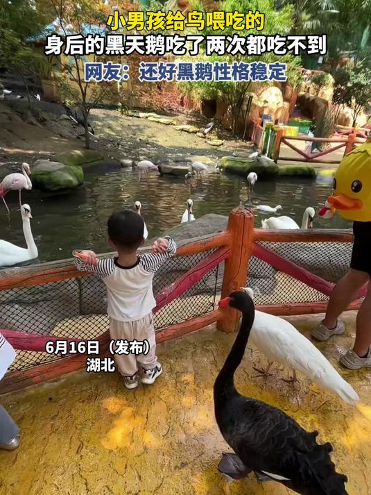 夏天小男孩给鸟喂吃的，身后的黑天鹅吃了两次都吃不到，网友：还好黑鹅性格稳定#这夏就出发#