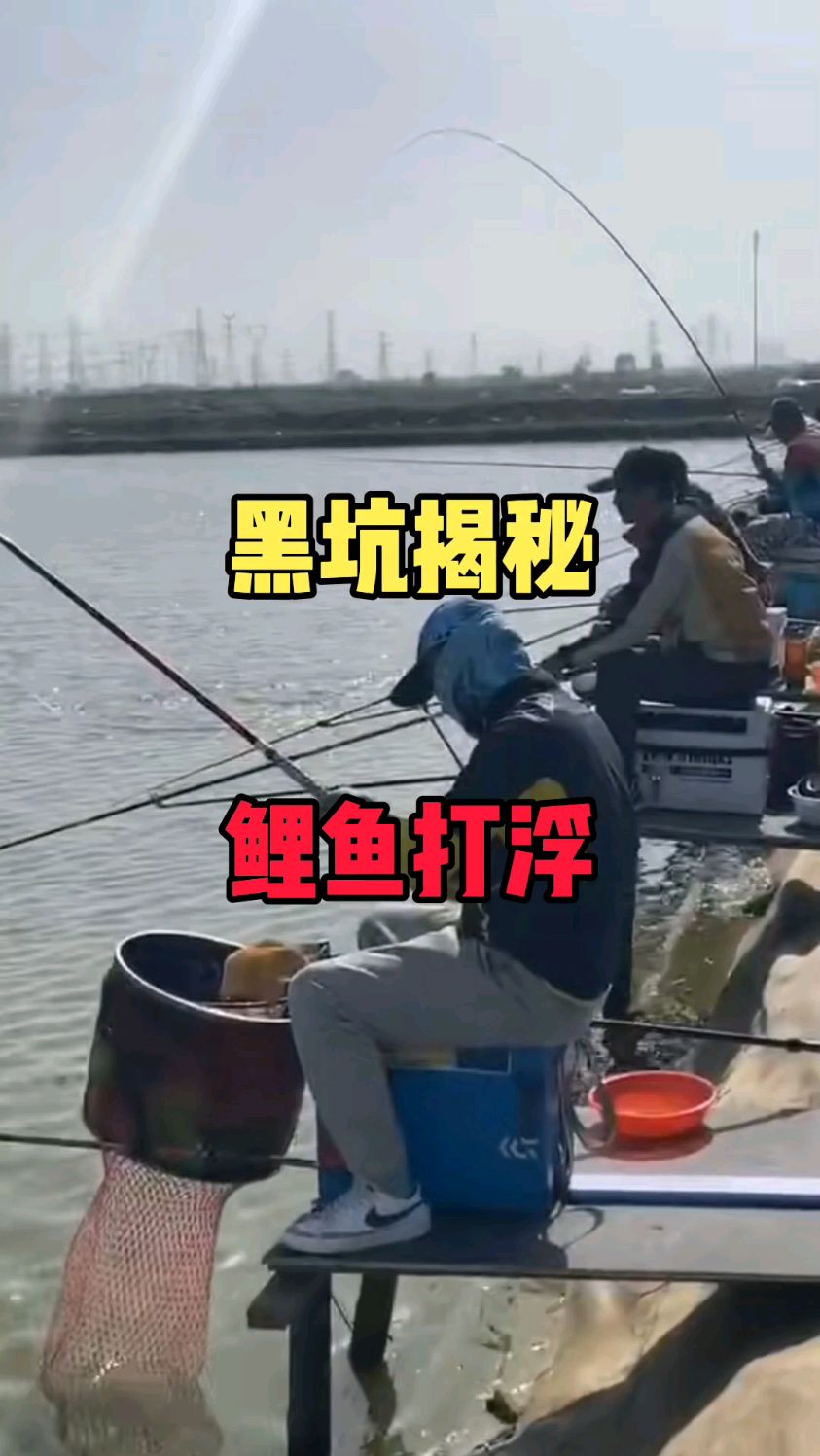 黑坑揭秘鲤鱼打浮