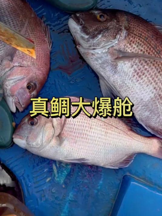 小李家今天用小黄虾放排钩，真鲷大爆舱！