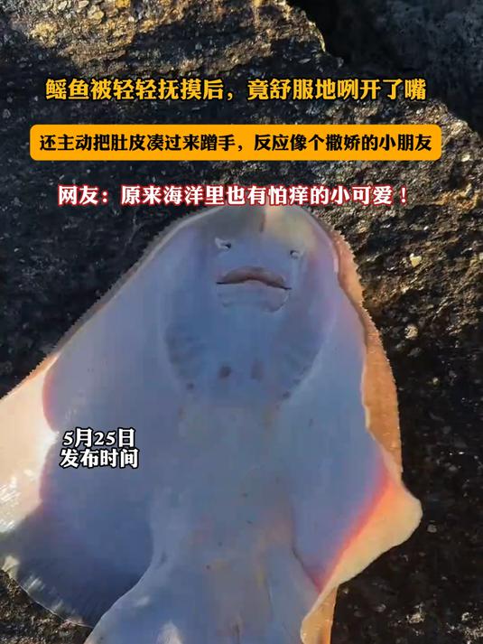 #宝藏城市漫游记#鳐鱼被轻轻抚摸后，竟舒服地咧开了嘴，还主动把肚皮凑过来蹭手