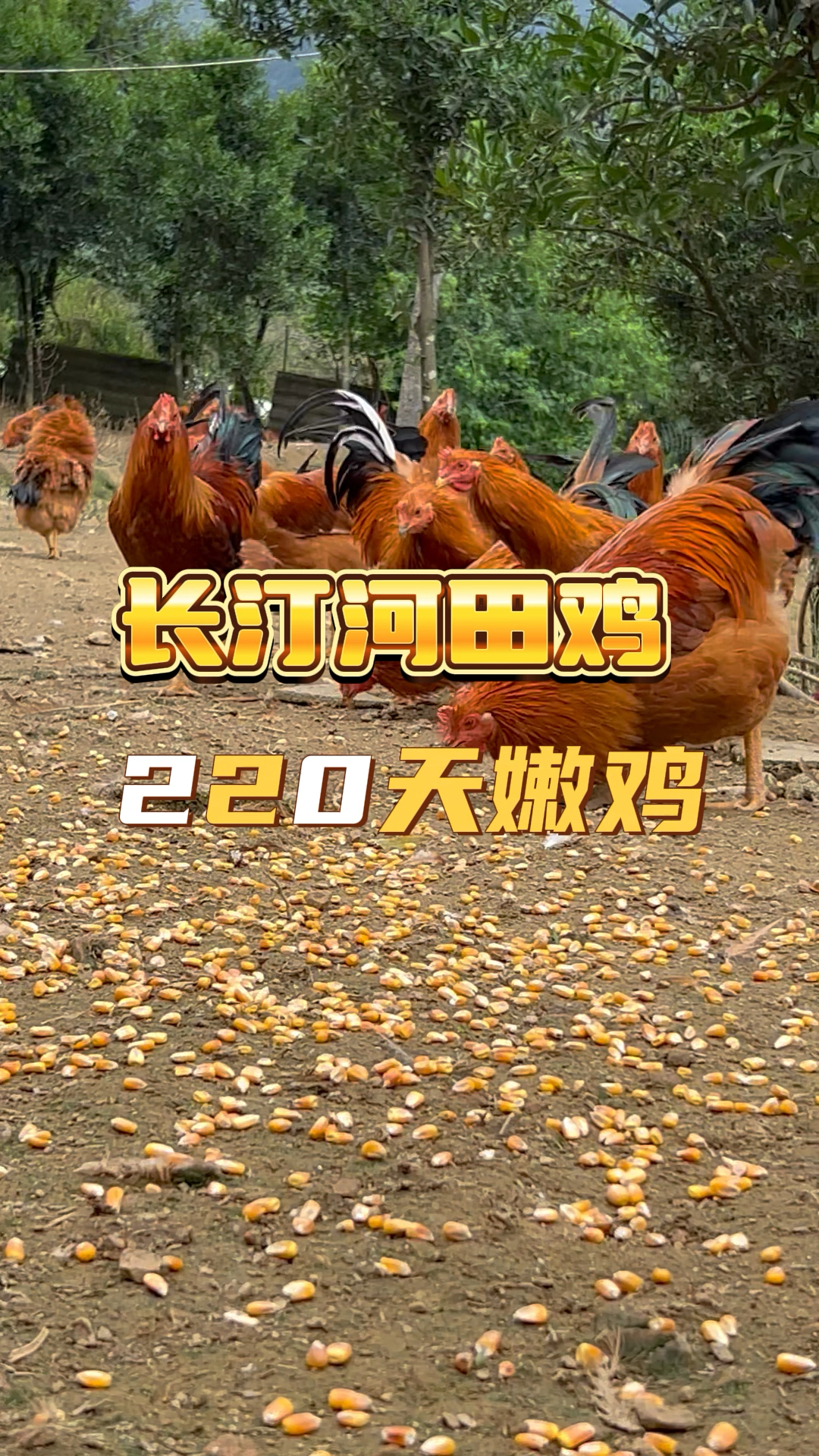 客家长汀河田鸡, 220天的嫩鸡,肉质爽滑Q弹,适合老人小孩吃哦