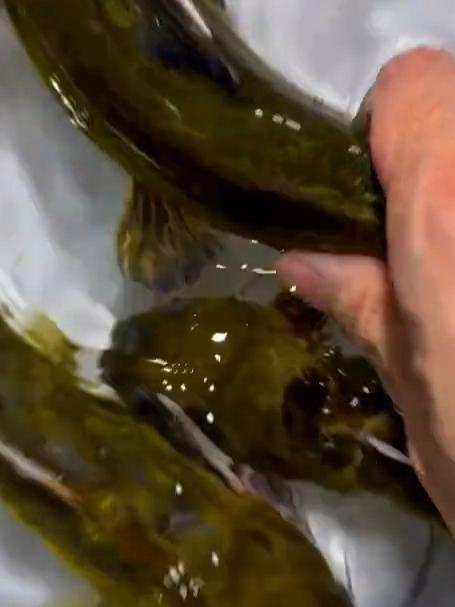 一口气看完贵州溪流鱼种和资源分布