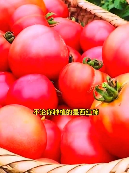 病毒病专用药,病毒抑制剂,预防毒条斑,病毒花叶病毒等病害!