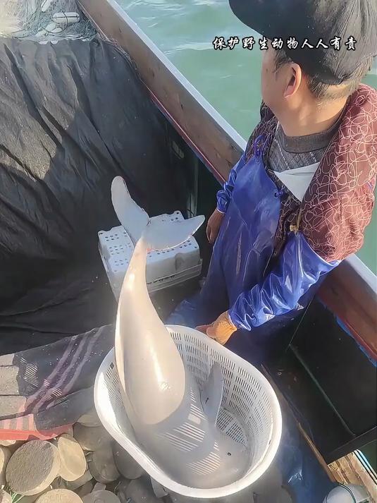 钓鱼佬注意，钓到这些鱼需要立即放生！