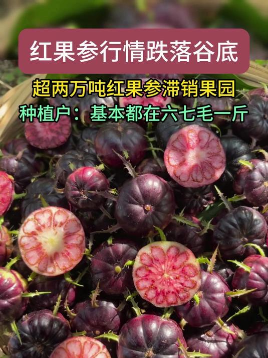 红果参价格下滑，超两万吨红果参滞销果园#红果参#