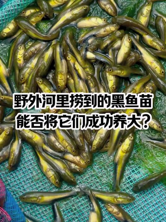 #寒假伴学计划#捞了几百条刚刚孵化的小奶黑 能不能成功把它们养成大老黑呢？