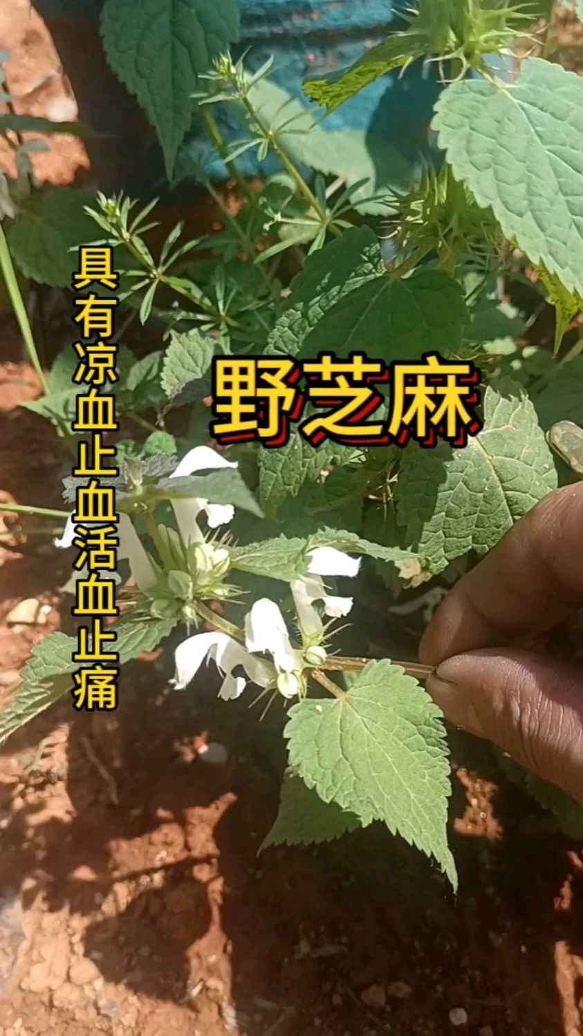 野芝麻全草可以用药,花瓣可以泡茶喝对女性朋友最好,种子还可以做菜配料作用