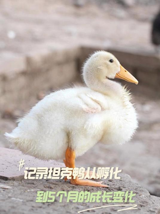 记录一下世界上最大的鸭子，从孵化到5个月大的成长变化