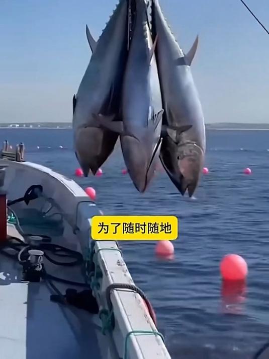 金枪鱼罐头,源自无垠深海,瞬间封存于罐中,保留原始鲜嫩与营养
