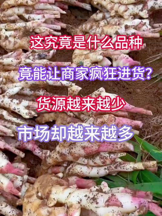 这红芽姜真嫩啊!切丝炒肉都好吃