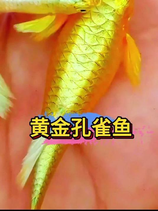 小型观赏鱼咋养?黄金孔雀鱼小金鱼技巧大公开