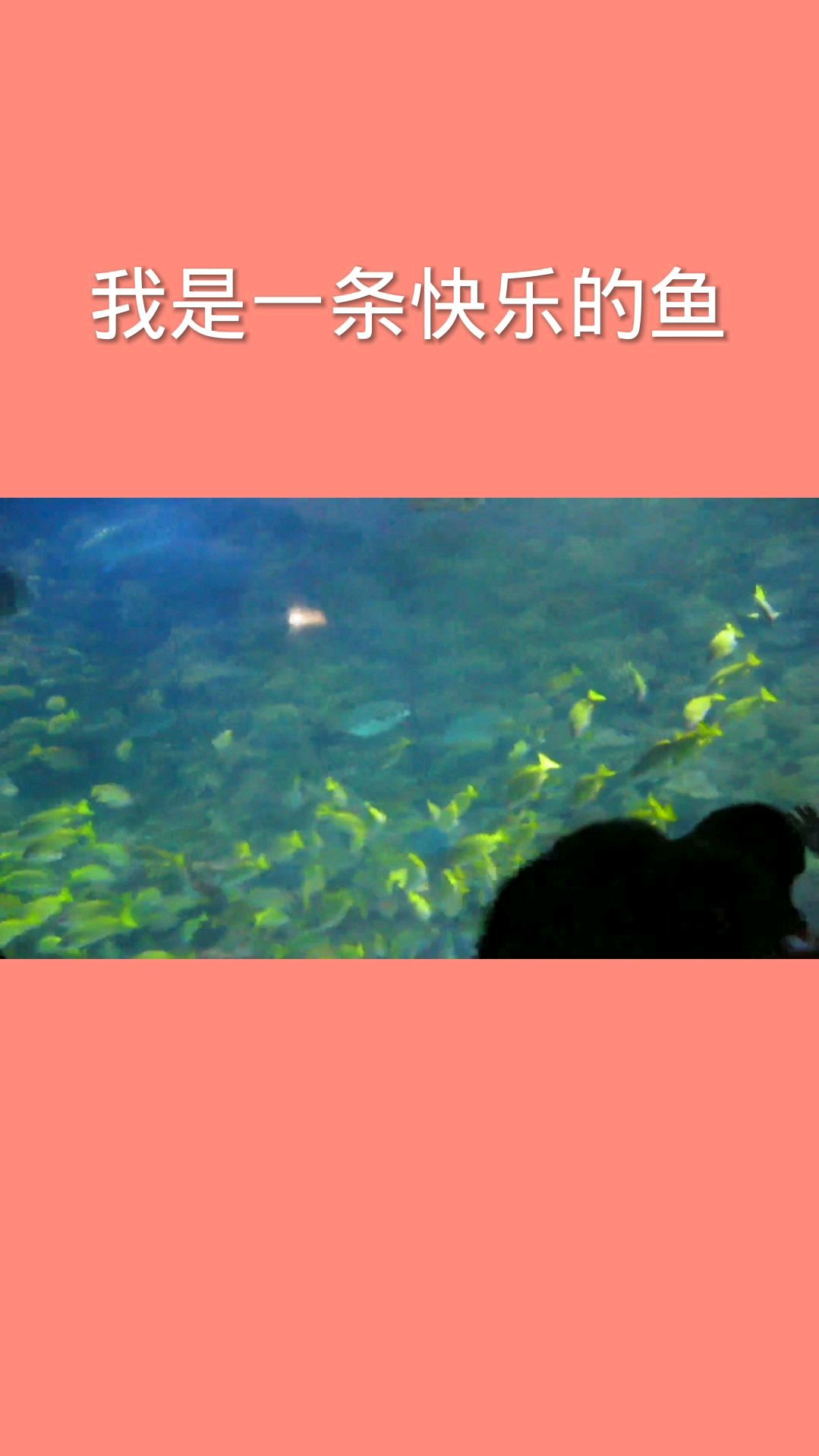 我是一条快乐的鱼