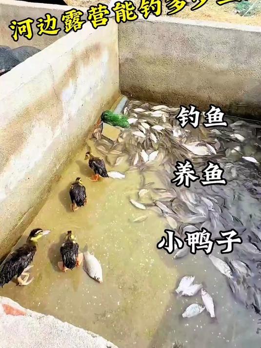 野河露营钓鱼,河边露营一个月能钓多少鱼?