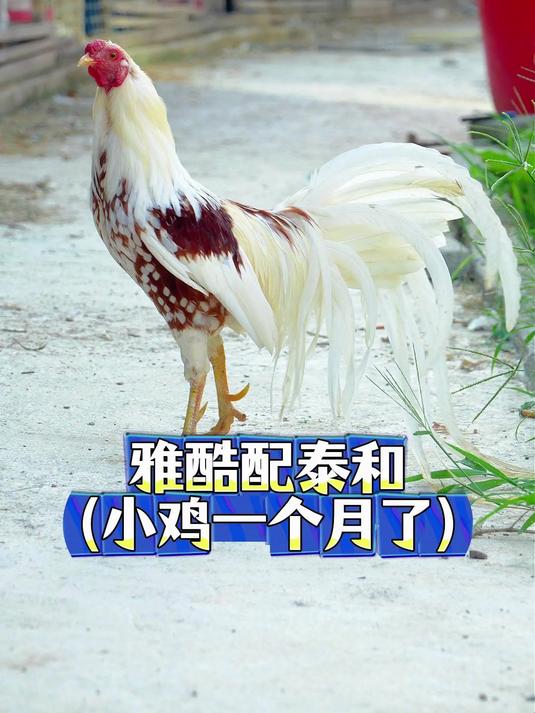 雅酷哈马鸡配泰和乌鸡 小鸡一个月了