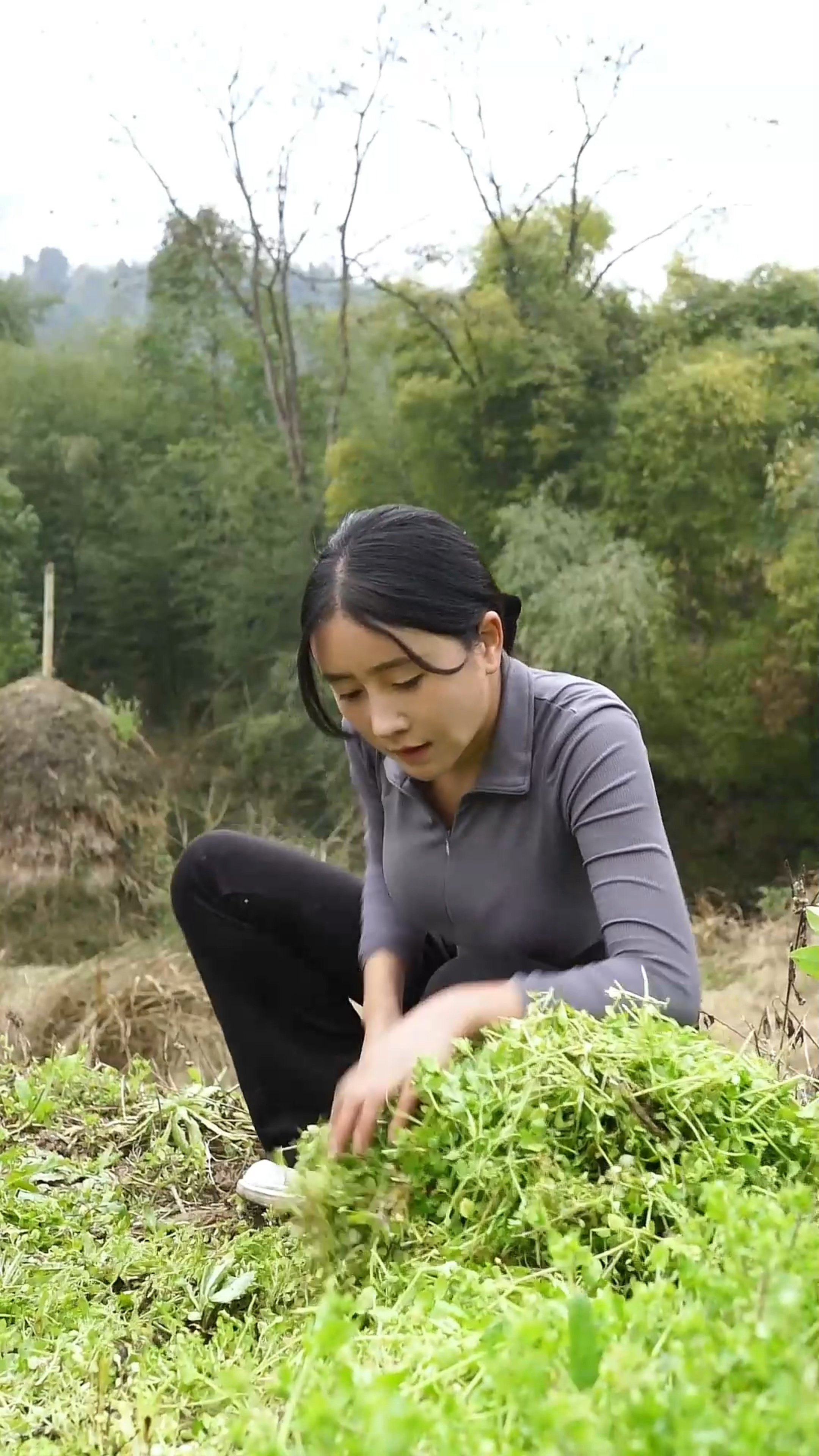 鹅儿草炒鹅蛋,你吃过吗?