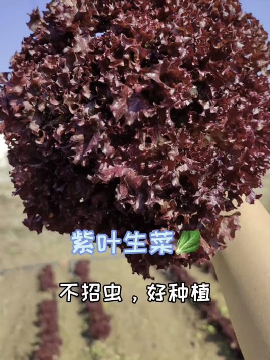 紫叶生菜叶片脆甜多汁,涮火锅绝配神器,种子遇土就活