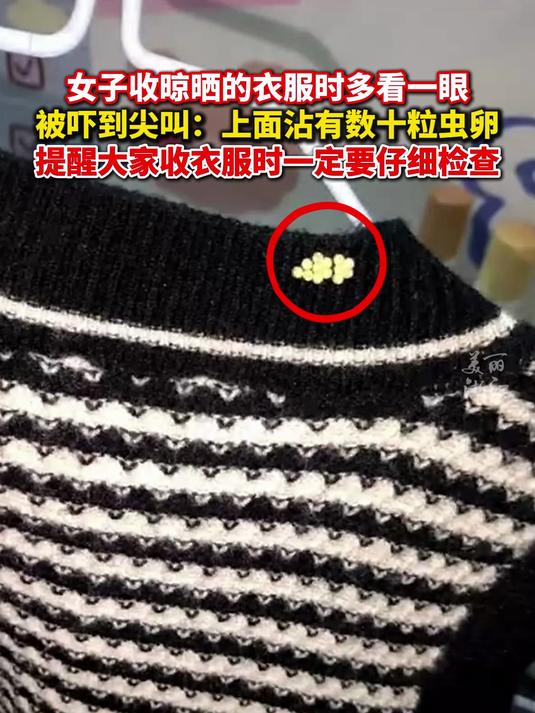 女子收衣服被上面沾的虫卵吓到尖叫:近期是“回南天”,有虫子会在衣服上产卵,提醒大家小心检查