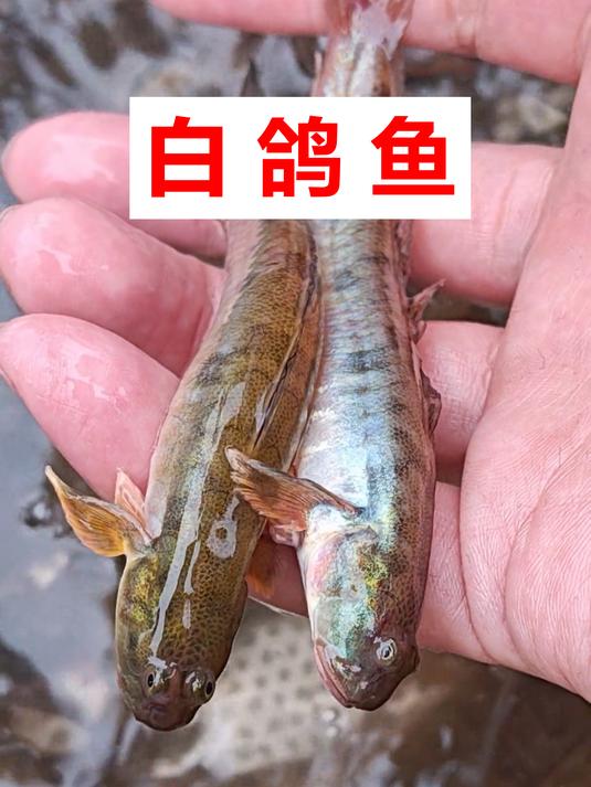 奶鱼28,白鸽鱼100,成年人自会选择