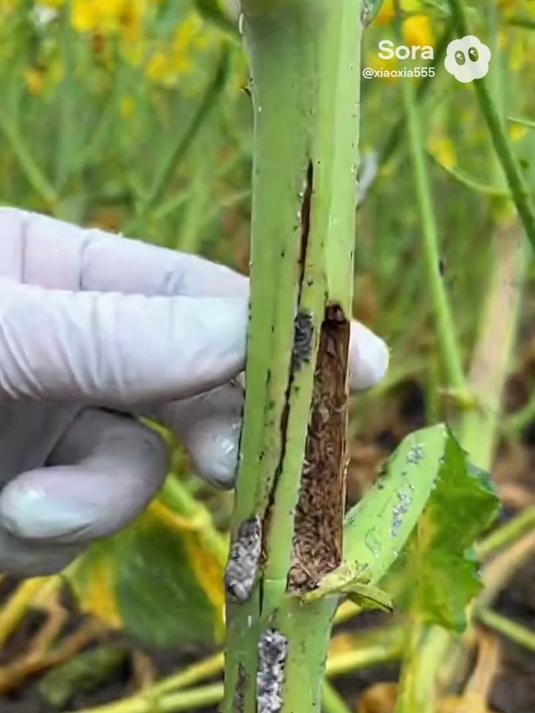 油菜叶子黄褐像焦糊?是病菌在作祟!病菌清快速杀菌救菜苗!