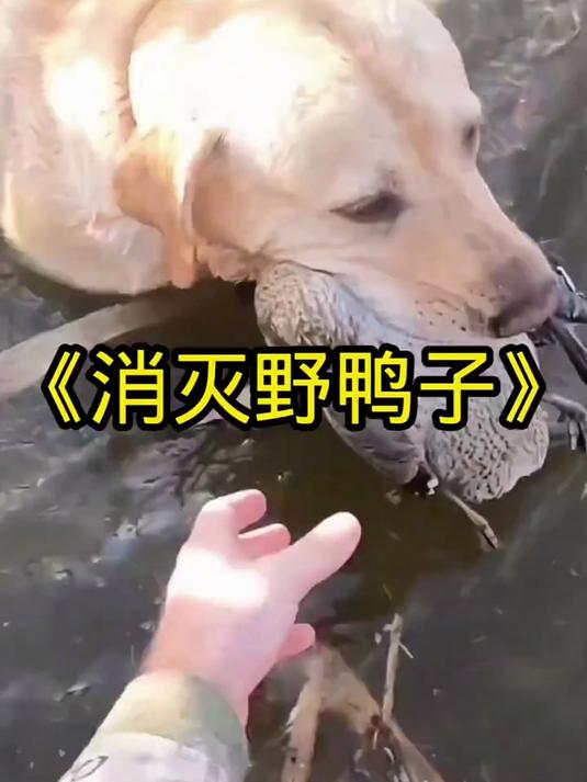 成千上万只野鸭子祸害稻田,村民和猎狗携手消灭祸害庄稼的野鸭子