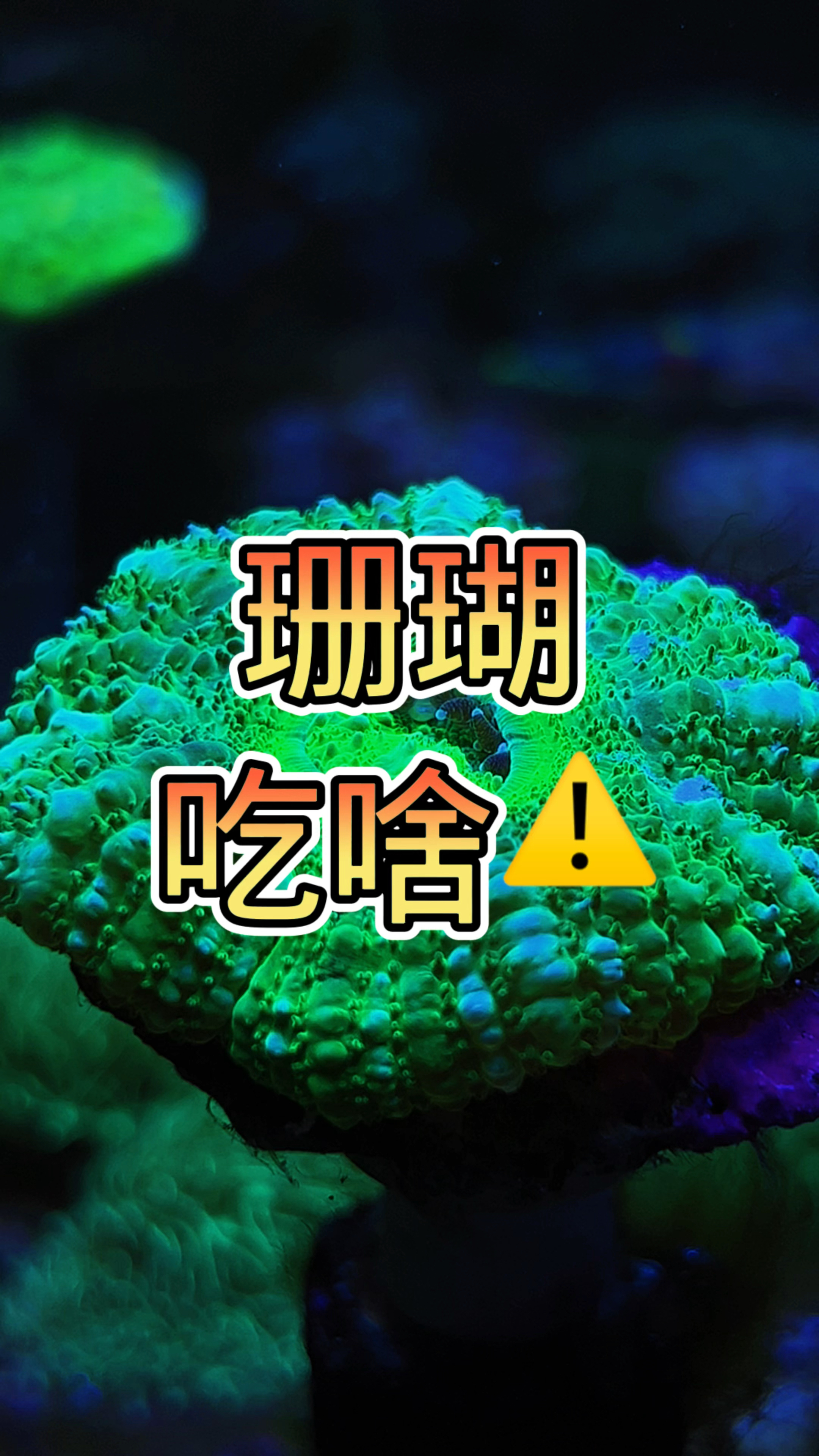珊瑚吃啥 #海缸 #海水鱼