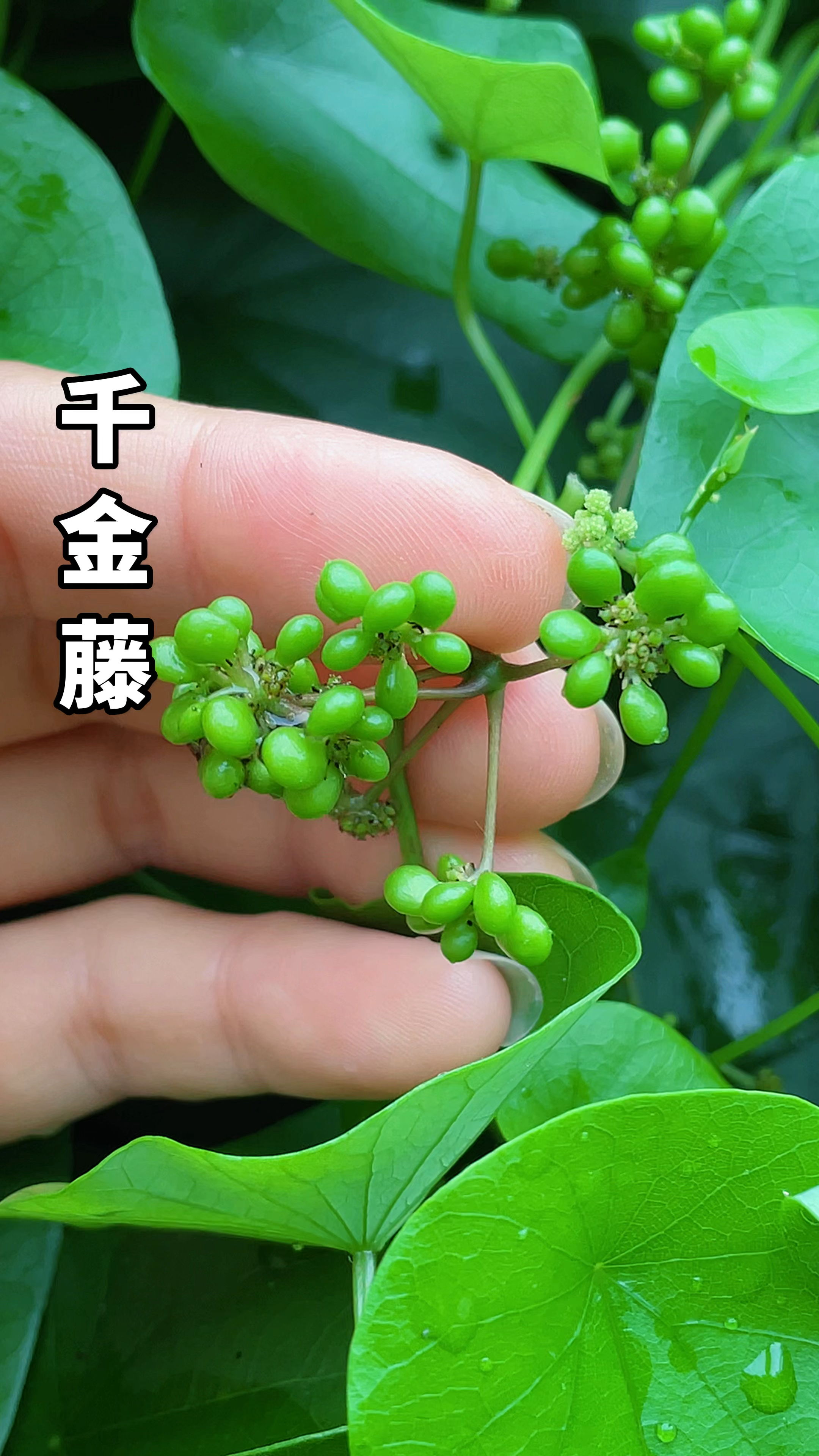 农村的千金藤,还可以这样处理,很多人都不知道