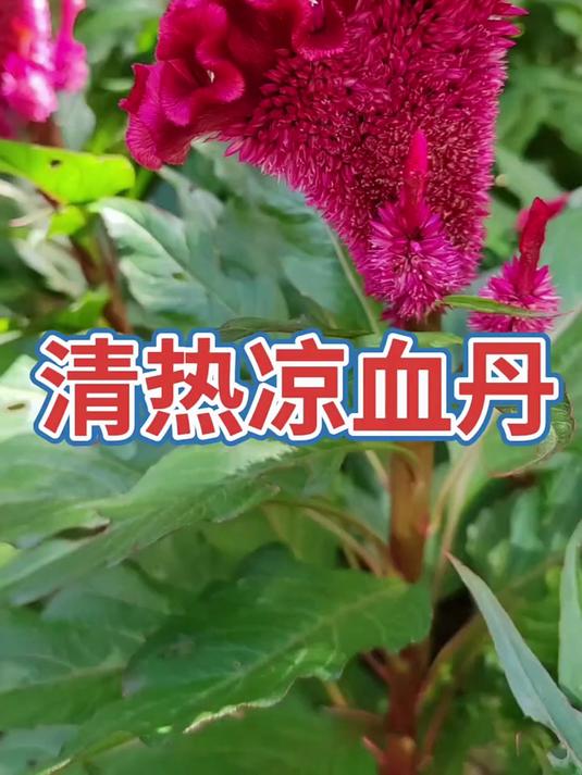 鸡冠花 每天分享野生花草