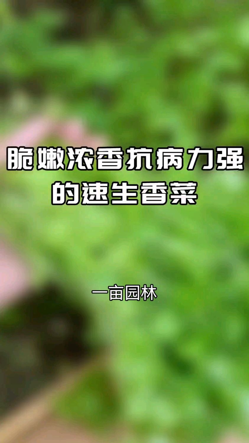 最好吃的香菜就是在9月份种植