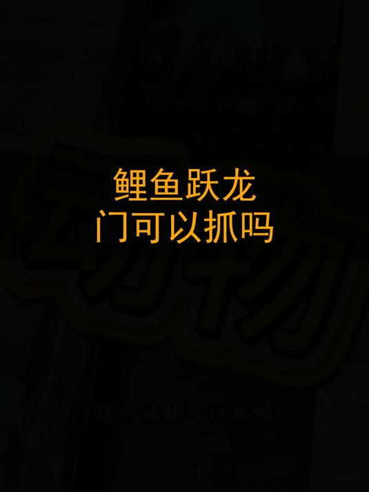鲤鱼跃龙门可以抓吗？