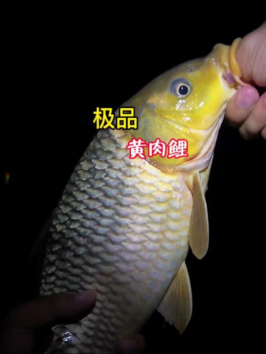 夜钓鱼获果然不少而且个头都比较大