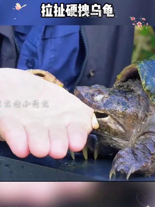 被甲鱼咬了不松口怎么办