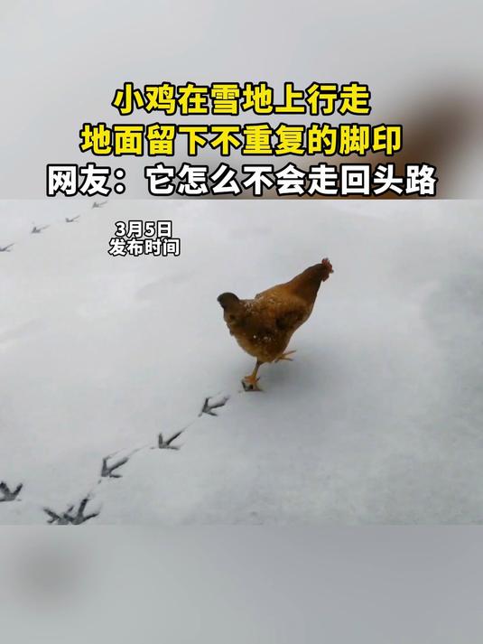 小鸡在雪地上行走,地面留下不重复的脚印,网友:它怎么不会走回头路