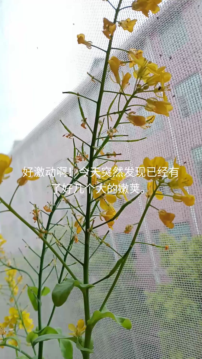 好激动,白菜花结的嫩荚大了很像样了