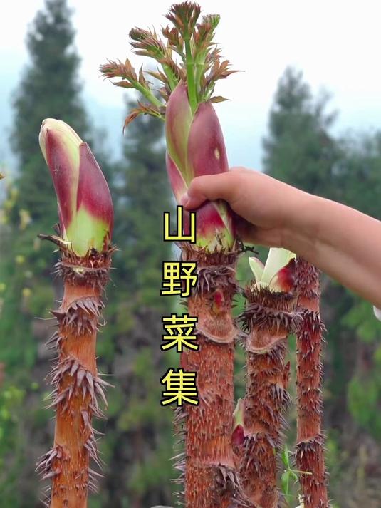 喜欢春天万物复苏，有丰富多样的山野菜掰不完！#花满春城我代言#