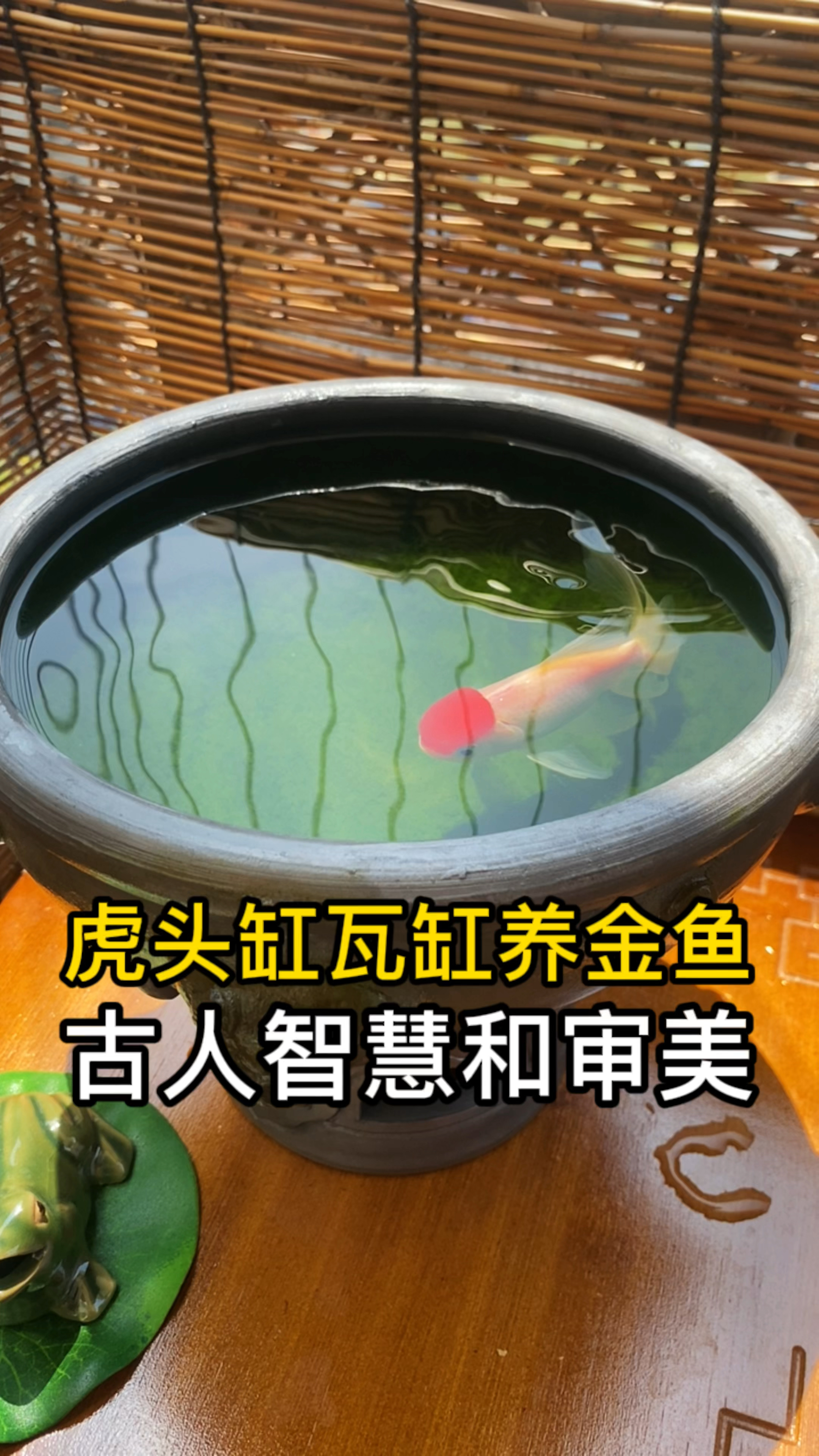 虎头缸瓦缸养金鱼,古人的审美和智慧