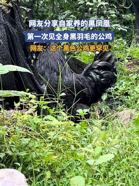 网友分享自家养的黑凤凰,第一次见全身黑羽毛的公鸡