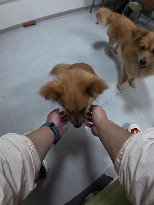 奉劝打工人千万不要轻易养狗