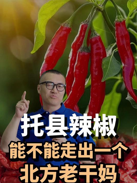 内蒙古托县辣椒能不能也出一个老干妈?