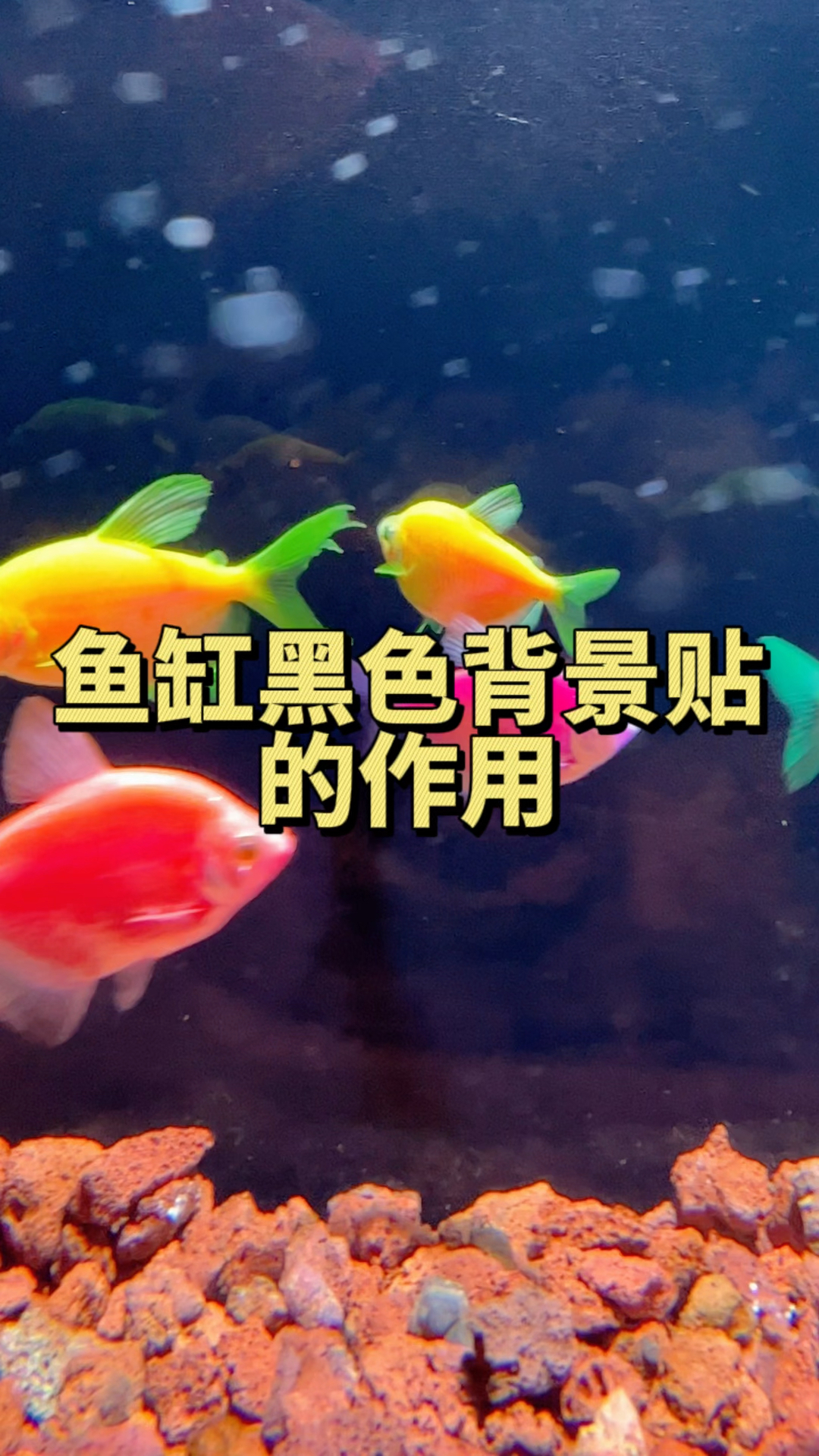 鱼缸贴上黑色贴纸可以模拟野外水底的场景,让鱼儿更好的发色,更有安全感#水族#观赏鱼