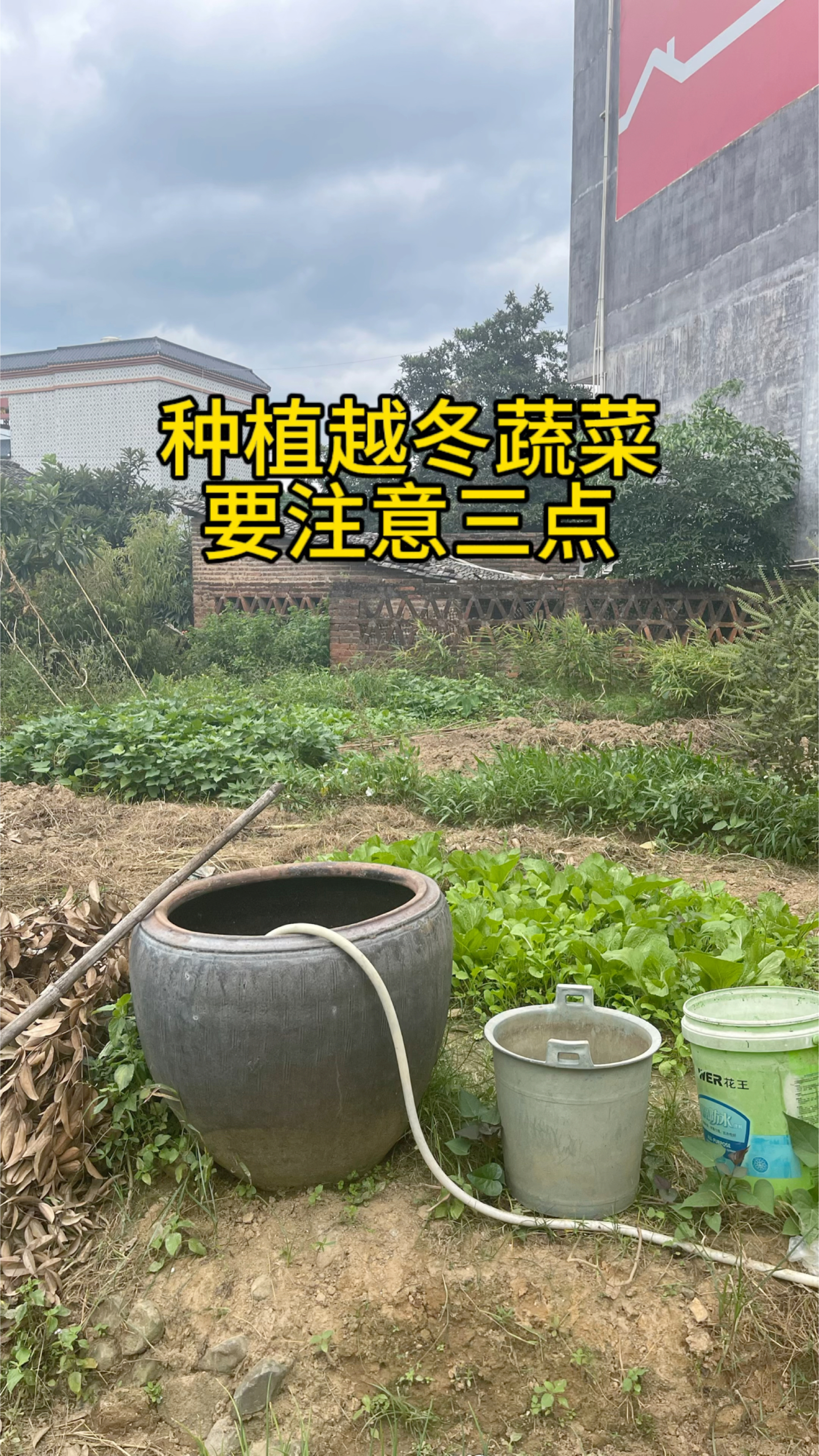 如何种植越冬蔬菜?让我们一起来了解下种植技术
