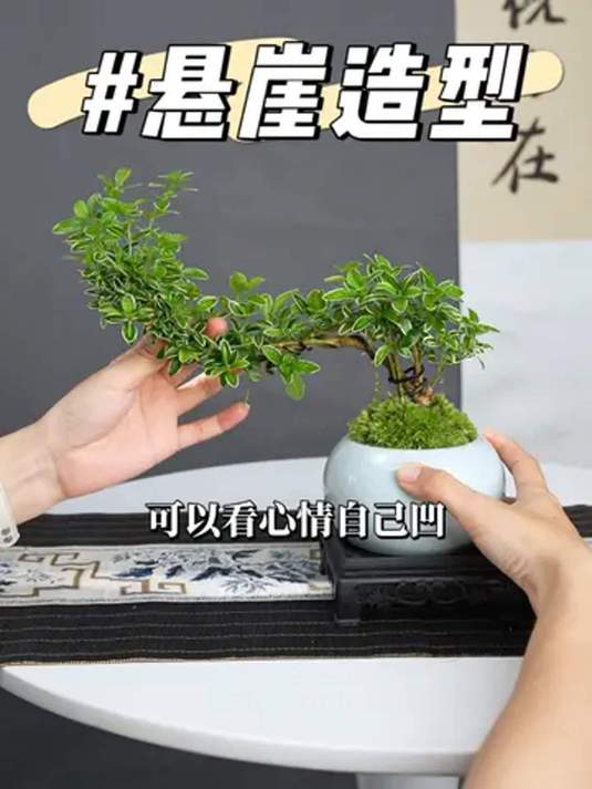 六月雪盆栽,悬崖造型随心凹,含金量超高谁懂?