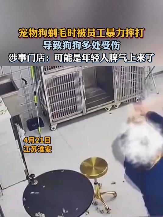 狗狗在宠物店剃毛被员工暴力摔打,门店:可能是年轻人脾气上来了