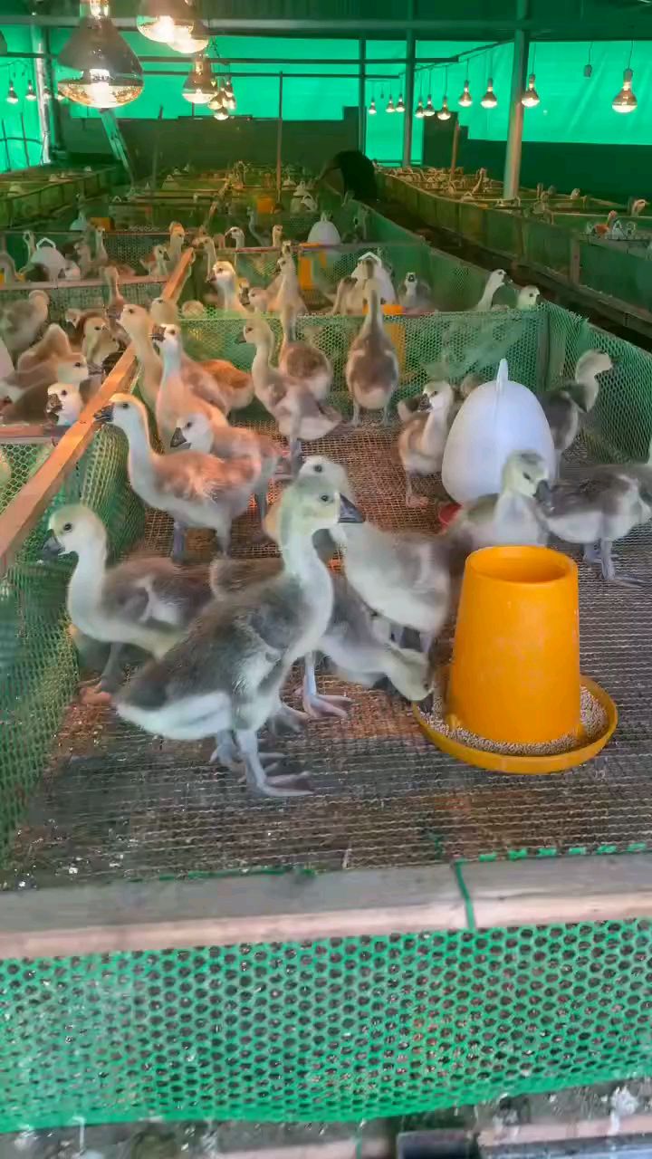 纯种狮头鹅苗真假鉴别,脱温1.5斤的狮头鹅苗视频欣赏录